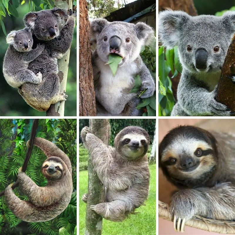 5D Diamond Painting Sloth Koal - Embroidery In Australia recension och pris